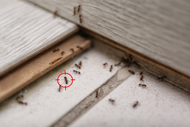 Best Affordable Pest Control Services  in Crewe, VA