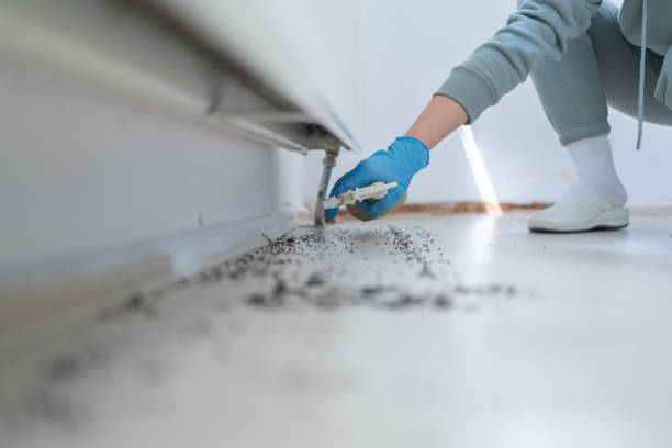 Best Wasp Removal Services  in Crewe, VA